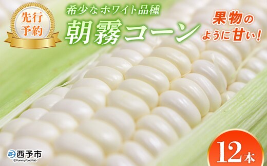【先行予約】＜朝霧（あさぎり）コーン 12本＞ 国産 雪の妖精 ホワイトコーン 白い 白 とうもろこし 幻のとうもろこし 生で食べられる 甘い 糖度が高い 朝霧コーン 野菜 株式会社ノムランド 愛媛県 西予市【冷蔵】『2026年7月より順次出荷予定』