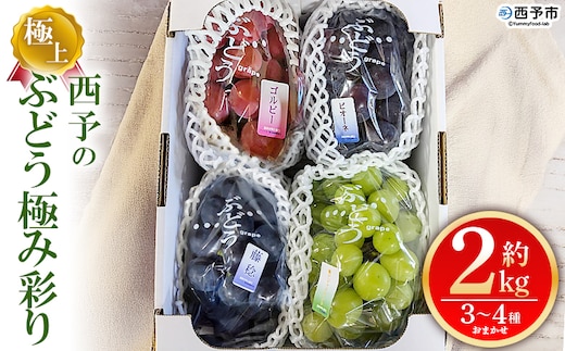 ＜西予の極上ぶどう極み彩り 約2kg＞ 果物 くだもの フルーツ ぶどう 葡萄 ブドウ 7種 詰め合わせ 食べ比べ 藤稔 瀬戸ジャイアンツ ゴルビー ピオーネ 紫玉 特産品 ファームNINOMIYA 愛媛県 西予市【冷蔵】『2026年8月中旬～9月中旬迄に順次出荷予定』