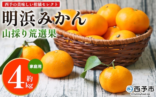 ＜西予の美味しい柑橘セレクト（ご家庭用）／明浜みかん 山採り 荒選果（約4kg）＞ 果物 くだもの フルーツ 蜜柑 みかん ミカン 柑橘 ご家庭用 温州みかん 食べて応援 国産 愛媛県産 特産品 西予みかん倶楽部 愛媛県 西予市『11月から順次出荷予定』【常温】