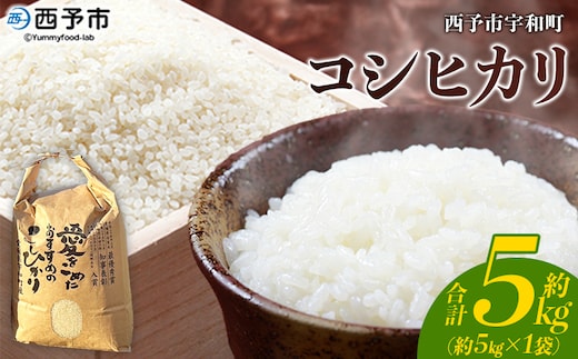 新米＜令和7年産 西予市宇和町産 コシヒカリ 約5kg＞ お米 コメ こめ 白米 精米 単一原料米 ご飯 白飯 ごはん 穀物 コシヒカリ こしひかり 朝食 特産品 愛媛県産 西予市産 宇和町産 三好フク【常温】『1か月以内に順次出荷予定』