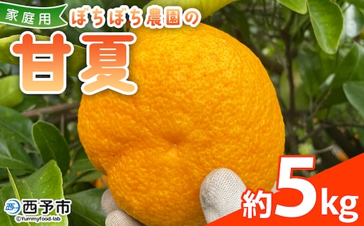 ＜ぼちぼち農園の甘夏 家庭用 約5kg＞ 5キロ あまなつ アマナツ 訳あり わけあり ワケアリ 果物 みかん ミカン 柑橘 フルーツ アレンジ ピール 国産 特産品 ぼちぼち農園 愛媛県 西予市【常温】『2026年3月～4月迄に順次出荷予定』