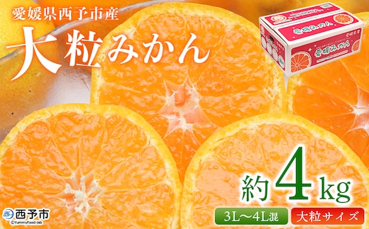 ＜愛媛県西予市産 大粒みかん 約4kg＞ 果物 くだもの フルーツ 柑橘 みかん 蜜柑 ミカン オレンジ 温州みかん 大粒 サイズ混合 食べて応援 特産品 宇都宮物産 愛媛県 西予市【常温】『2025年10月中旬～2026年1月下旬迄に順次出荷予定』