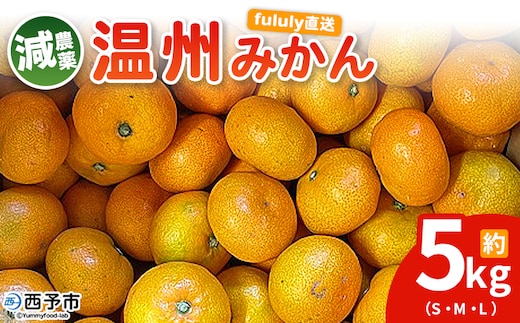 ＜fululy直送 減農薬温州みかん 約5kg＞ サイズ混合 果物 フルーツ 蜜柑 温州ミカン うんしゅうみかん ウンシュウミカン 減農薬 家庭用 柑橘 合同会社fululy 直送 愛媛県 西予市【常温】『2025年11月上旬～12月中旬迄に順次出荷』
