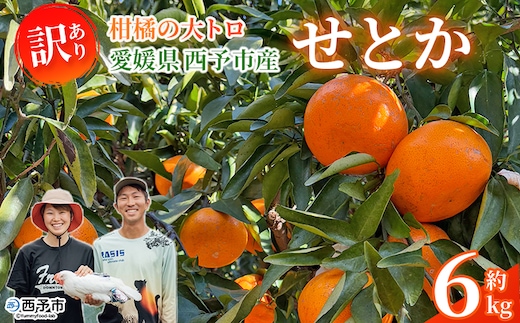 ＜訳あり せとか 約6kg＞ セトカ 家庭用 自宅用 柑橘の大トロ コク 旨み 薄皮 濃い甘み 6キロ 果物 くだもの フルーツ みかん 濃厚 高級柑橘 国産 特産品 とりこ農園 愛媛県 西予市【常温】『2026年2月中旬～3月上旬に順次出荷予定』