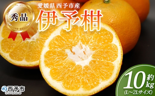 ＜秀品 伊予柑 (L～2Lサイズ) 約10kg＞蜜柑 ミカン みかん 果物 フルーツ 柑橘 いよかん 宮内伊予柑 西宇和 果汁 ジューシー 果肉 国産 愛媛県産 西予市産 ギフト 贈答用 特産品 丸二青果 愛媛県 西予市【常温】『2026年1月～3月に順次出荷予定』