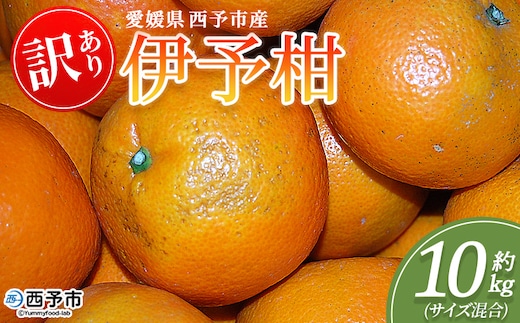 ＜訳あり 伊予柑 (サイズ混合) 約10kg＞蜜柑 ミカン みかん 果物 フルーツ 柑橘 いよかん 宮内伊予柑 西宇和 果汁 ジューシー 果肉 国産 愛媛県産 西予市産 ご家庭用 自宅用 訳アリ 特産品 丸二青果 愛媛県 西予市【常温】『2026年1月～3月に順次出荷予定』