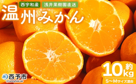 先行予約 ＜浅井果樹園 温州みかん 約10kg（南柑20号）＞ 果物 柑橘 フルーツ ミカン 蜜柑 オレンジ うんしゅうみかん ウンシュウミカン 食べて応援 特産品 西宇和 愛媛県 西予市 【常温】『2025年12月中旬～12月下旬迄に順次出荷予定』