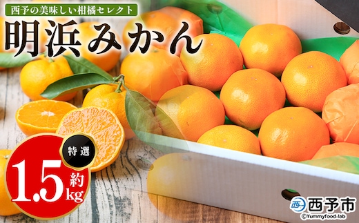 ＜西予の美味しい柑橘セレクト（特選）／明浜みかん（約1.5kg）＞ 果物 くだもの フルーツ 蜜柑 みかん ミカン 柑橘 贈答 贈答用 ギフト プレゼント 特選 温州みかん 食べて応援 国産 愛媛県産 特産品 西予みかん倶楽部 愛媛県 西予市『11月から順次出荷予定』【常温】