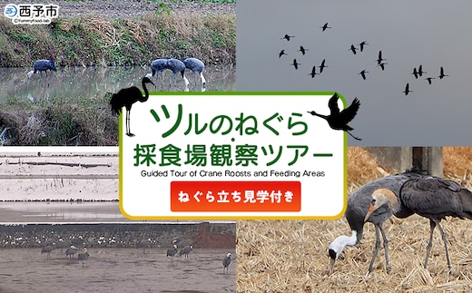 ＜ツルのねぐら・採食場観察ツアー（ねぐら立ち見学付き）＞ つる ツル 鶴 鳥 野鳥 貴重 体験 観察 ツアー ねぐら ネグラ ねぐら立ち ナベヅル 鍋鶴 マナヅル 真鶴 真名鶴 野鳥観察 採食場 西予市観光物産協会 愛媛県 西予市
