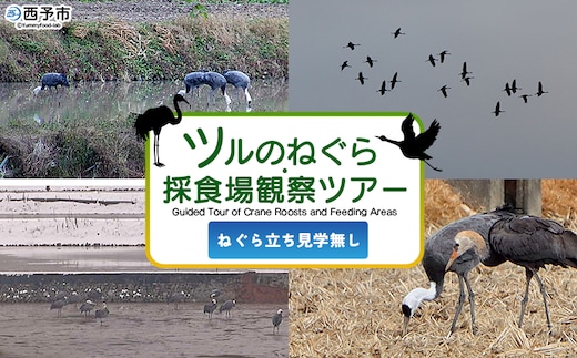 ＜ツルのねぐら・採食場観察ツアー（ねぐら立ち見学無し）＞ つる ツル 鶴 鳥 野鳥 貴重 体験 観察 ツアー ねぐら ネグラ ねぐら立ち ナベヅル 鍋鶴 マナヅル 真鶴 真名鶴 野鳥観察 採食場 西予市観光物産協会 愛媛県 西予市