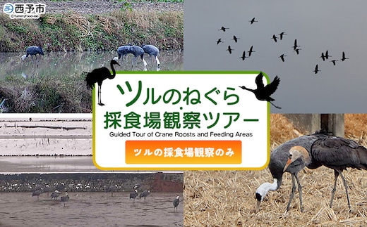 ＜ツルのねぐら・採食場観察ツアー（ツルの採食場観察のみ）＞ つる ツル 鶴 鳥 野鳥 貴重 体験 観察 ツアー ねぐら ネグラ ねぐら観察 ねぐら入り ねぐら立ち ナベヅル 鍋鶴 マナヅル 真鶴 真名鶴 野鳥観察 採食場 西予市観光物産協会 愛媛県 西予市
