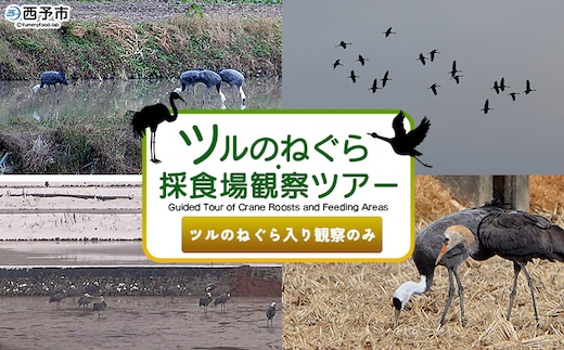 ＜ツルのねぐら・採食場観察ツアー（ツルのねぐら入り観察のみ）＞ つる ツル 鶴 鳥 野鳥 貴重 体験 観察 ツアー ねぐら ネグラ ねぐら観察 ねぐら入り ねぐら立ち ナベヅル 鍋鶴 マナヅル 真鶴 真名鶴 野鳥観察 採食場 西予市観光物産協会 愛媛県 西予市