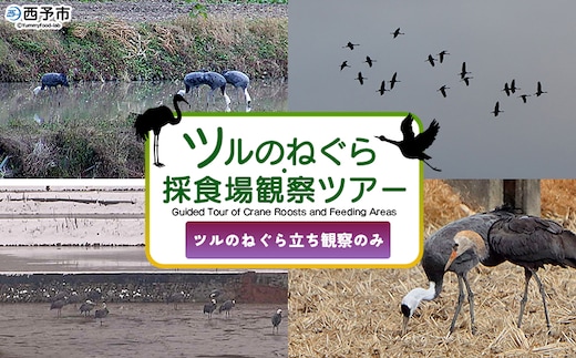 ＜ツルのねぐら・採食場観察ツアー（ツルのねぐら立ち観察のみ）＞ つる ツル 鶴 鳥 野鳥 貴重 体験 観察 ツアー ねぐら ネグラ ねぐら観察 ねぐら入り ねぐら立ち ナベヅル 鍋鶴 マナヅル 真鶴 真名鶴 野鳥観察 採食場 西予市観光物産協会 愛媛県 西予市