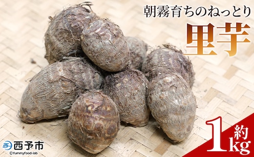 ＜朝霧育ちのねっとり里芋 約1kg＞野菜 やさい さといも サトイモ 国産里芋 愛媛県産 野村町 ねっとり 粘り ほくほく もちもち 新鮮 煮物 家庭用 料理用 冬野菜 期間限定 数量限定 ノムランド 愛媛県 西予市【常温】『2026年1月～3月に順次出荷予定』