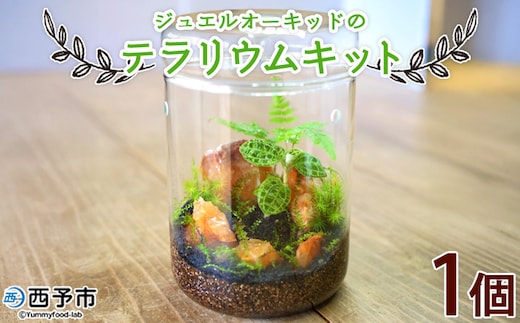 ＜ジュエルオーキッドのテラリウムキット＞コケ 苔 シダ インテリア ガーデニング 園芸 グリーン 緑 植物 キット栽培 作成キット 自作キット ハンドメイド 育成 観葉植物 西予苔園 愛媛県 西予市 【常温】『1か月以内に順次出荷』