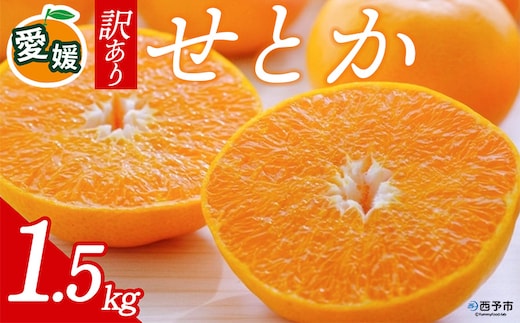 先行予約＜訳あり 愛媛県産せとか 合計約1.5kg＞ 『2027年2月以降順次出荷予定』ご家庭用 ご自宅用 お試し 芳醇 わけあり 果物 柑橘 フルーツ 高級柑橘 国産 とろける食感 濃厚 果汁 産地直送 特産品 ミヤモトオレンジガーデン 愛媛県 西予市【常温】