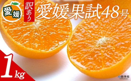 先行予約＜訳あり 愛媛県産 愛媛果試48号 合計約1kg＞ 『2027年3月以降順次出荷予定』紅プリンセス ご家庭用 ご自宅用 高級柑橘 希少 お試し 果物 柑橘 フルーツ 高級 国産 濃厚 果汁 産地直送 特産品 ミヤモトオレンジガーデン 愛媛県 西予市【常温】