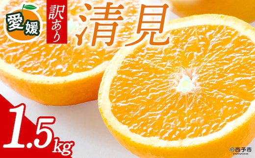 先行予約＜訳あり 愛媛県産 清見 合計約1.5kg＞ 『2026年4月中旬～6月末順次出荷』きよみ 溢れる果汁 ご家庭用 ご自宅 お試し わけあり 果物 柑橘 フルーツ オレンジ 国産 濃厚 果汁 産地直送 特産品 ミヤモトオレンジガーデン 愛媛県 西予市【常温】
