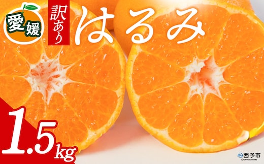 先行予約＜訳あり 愛媛県産 はるみ 合計約1.5kg＞ 『2027年2月以降順次出荷予定』 溢れる果汁 フレッシュ ご家庭用 ご自宅 大粒 果肉 お試し わけあり 果物 柑橘 フルーツ オレンジ 国産 濃厚 産地直送 ミヤモトオレンジガーデン 愛媛県 西予市【常温】