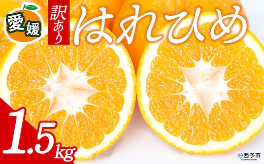 先行予約＜訳あり 愛媛県産 はれひめ 合計約1.5kg＞ 『2026年12月下旬以降順次出荷予定』 みかん フレッシュ ご家庭用 ご自宅 柔らか 果肉 お試し 果物 柑橘 フルーツ オレンジ 国産 産地直送 特産品 ミヤモトオレンジガーデン 愛媛県 西予市【常温】