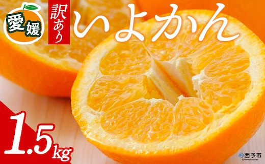 先行予約＜訳あり 愛媛県産 いよかん 合計約1.5kg＞ 『2027年1月以降順次出荷予定』 みかん フレッシュ ご家庭用 ご自宅 伊予柑 果肉 お試し 果物 柑橘 フルーツ オレンジ 国産 濃厚 果汁 産地直送 ミヤモトオレンジガーデン 愛媛県 西予市【常温】