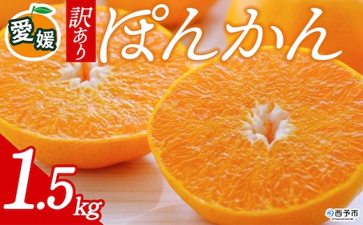先行予約＜訳あり 愛媛県産 ポンカン 合計約1.5kg＞ 『2027年1月以降順次出荷予定』ぽんかん フレッシュ ご家庭用 ご自宅 蜜柑 愛媛県産 果肉 お試し 果物 柑橘 フルーツ オレンジ 国産 産地直送 ミヤモトオレンジガーデン 愛媛県 西予市【常温】