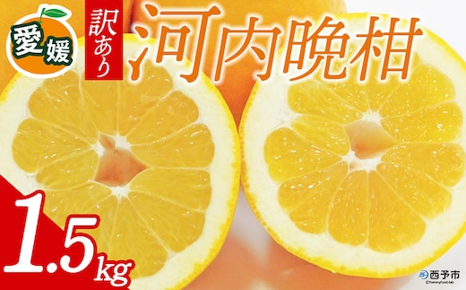 先行予約＜訳あり 愛媛県産 河内晩柑 合計約1.5kg＞ 『2026年4月下旬以降順次出荷予定』ばんかん 和製 グレープフルーツ ご家庭用 ご自宅 蜜柑 果肉 果物 柑橘 フルーツ オレンジ 国産 産地直送 ミヤモトオレンジガーデン 愛媛県 西予市【常温】
