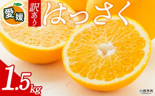 先行予約＜訳あり 愛媛県産 八朔 合計約1.5kg＞ 『2027年2月中旬以降順次出荷予定』はっさく ぷりぷり食感 爽やか 酸味 ご家庭用 ご自宅 蜜柑 果肉 果物 柑橘 フルーツ オレンジ 国産 濃厚 産地直送 ミヤモトオレンジガーデン 愛媛県 西予市【常温】