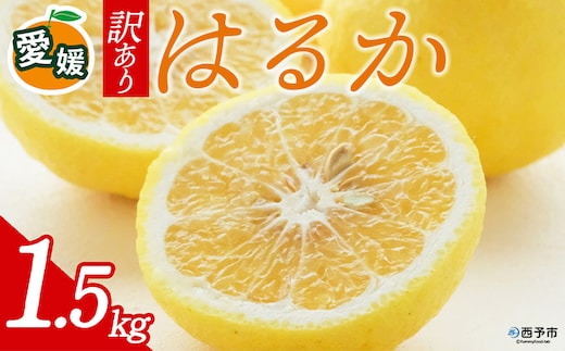 先行予約＜訳あり 愛媛県産 はるか 合計約1.5kg＞ 『2027年2月以降順次出荷予定』上品 甘さ さっぱり 爽やか 酸味 ご家庭用 ご自宅 蜜柑 果肉 果物 柑橘 フルーツ オレンジ 国産 濃厚 果汁 産地直送 ミヤモトオレンジガーデン 愛媛県 西予市【常温】