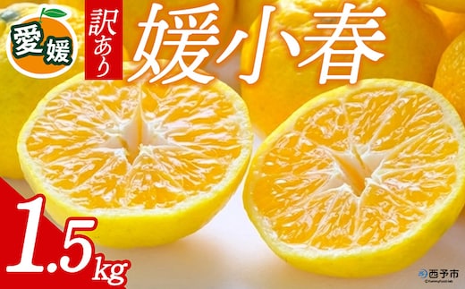 先行予約＜訳あり 愛媛県産 媛小春 合計約1.5kg＞ 『2027年1月以降順次出荷予定』ひめこはる 幻の柑橘 ご家庭用 ご自宅 蜜柑 愛媛県産 果肉 お試し 果物 柑橘 フルーツ オレンジ 国産 濃厚 産地直送 ミヤモトオレンジガーデン 愛媛県 西予市【常温】