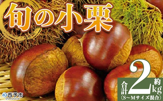 ＜旬の小栗 合計約2kg 愛媛県西予市産＞『9月上旬～10月中旬迄に順次出荷予定』 小さい 和栗 クリ くり 甘い ホクホク 小粒 マロン モンブラン 栗ご飯 栗きんとん 甘露煮 旬 国産栗 お取り寄せ サイズ 不揃い 家庭 特産品 国産 秋の味覚 宇都宮物産【冷蔵】