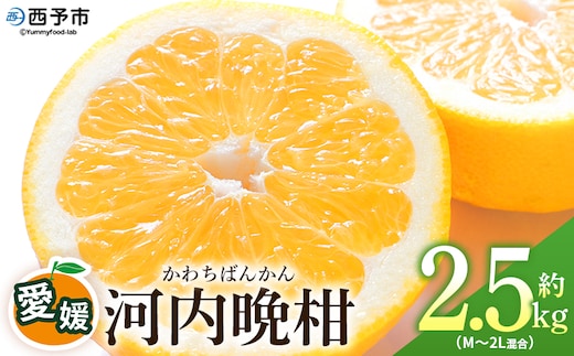 ＜愛媛県産 河内晩柑 約2.5kg（M～2L）＞ 柑橘 みかん フルーツ 和製グレープフルーツ ジューシー 初夏 旬 サイズ混合 西宇和 国産 さっぱり 甘い 農園オレンジとムラサキ 西予市【常温】『2026年4月～7月迄に順次出荷』