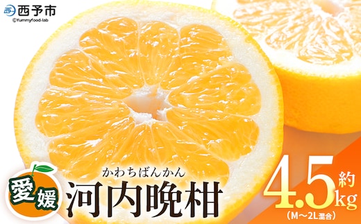 ＜愛媛県産 河内晩柑 約4.5kg（M～2L）＞ 柑橘 みかん フルーツ 和製グレープフルーツ ジューシー 初夏 旬 サイズ混合 西宇和 国産 さっぱり 甘い 農園オレンジとムラサキ 西予市【常温】『2026年4月～7月迄に順次出荷』
