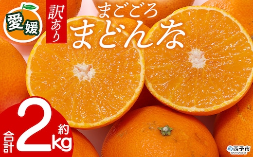 先行予約＜訳あり 愛媛県産 まごころまどんな 合計約2kg＞ 『2026年11月以降順次出荷予定』ご家庭用 ご自宅用 紅まどんな マドンナ お試し わけあり 果物 柑橘 フルーツ 高級 国産 濃厚 果汁 産地直送 ミヤモトオレンジガーデン 愛媛県 西予市【常温】