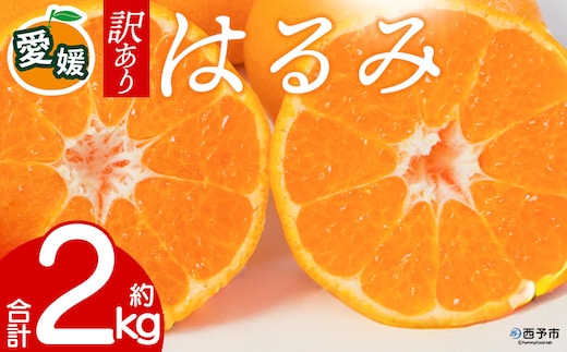 先行予約＜訳あり 愛媛県産 はるみ 合計約2kg＞ 『2027年2月以降順次出荷予定』 溢れる果汁 フレッシュ ご家庭用 ご自宅 大粒 果肉 お試し わけあり 果物 柑橘 フルーツ オレンジ 国産 濃厚 産地直送 ミヤモトオレンジガーデン 愛媛県 西予市【常温】