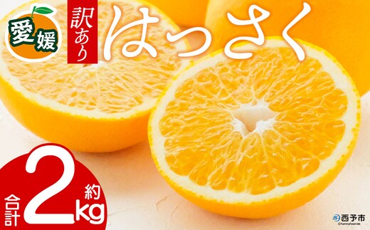 先行予約＜訳あり 愛媛県産 八朔 合計約2kg＞ 『2027年2月中旬以降順次出荷予定』はっさく ぷりぷり食感 爽やか 酸味 ご家庭用 ご自宅 蜜柑 果肉 果物 柑橘 フルーツ オレンジ 国産 濃厚 産地直送 ミヤモトオレンジガーデン 愛媛県 西予市【常温】