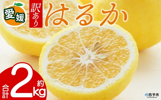 先行予約＜訳あり 愛媛県産 はるか 合計約2kg＞ 『2027年2月以降順次出荷予定』上品 甘さ さっぱり 爽やか 酸味 ご家庭用 ご自宅 蜜柑 果肉 果物 柑橘 フルーツ オレンジ 国産 濃厚 果汁 産地直送 ミヤモトオレンジガーデン 愛媛県 西予市【常温】