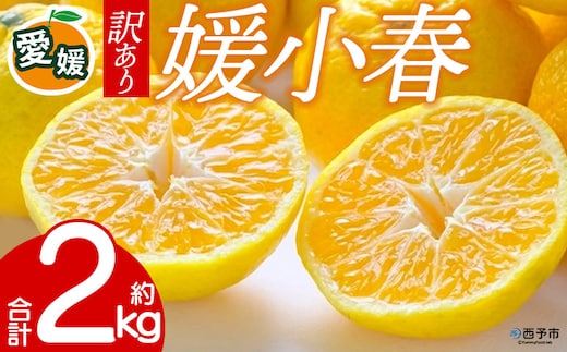 先行予約＜訳あり 愛媛県産 媛小春 合計約2kg＞ 『2027年1月以降順次出荷予定』ひめこはる 幻の柑橘 ご家庭用 ご自宅 蜜柑 愛媛県産 果肉 お試し 果物 柑橘 フルーツ オレンジ 国産 濃厚 産地直送 ミヤモトオレンジガーデン 愛媛県 西予市【常温】
