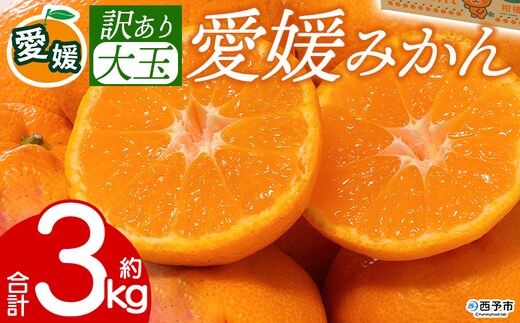 先行予約＜訳あり 大玉 愛媛みかん 合計約3kg＞ 『2026年11月以降順次出荷予定』温州 みかん フレッシュ ご家庭用 ご自宅 蜜柑 愛媛県産 果肉 お試し 果物 柑橘 フルーツ オレンジ 国産 産地直送 ミヤモトオレンジガーデン 愛媛県 西予市【常温】