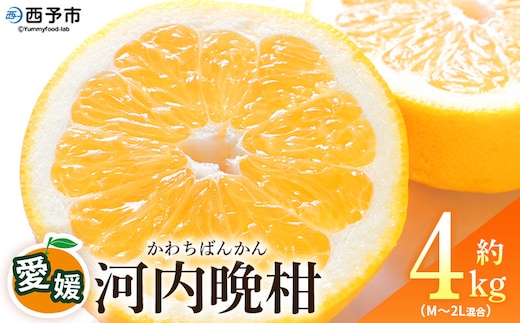 ＜愛媛県産 河内晩柑 約4kg（M～2L）＞ 柑橘 みかん フルーツ 和製グレープフルーツ ジューシー 初夏 旬 サイズ混合 西宇和 国産 さっぱり 甘い 農園オレンジとムラサキ 西予市【常温】『2026年4月～7月迄に順次出荷』