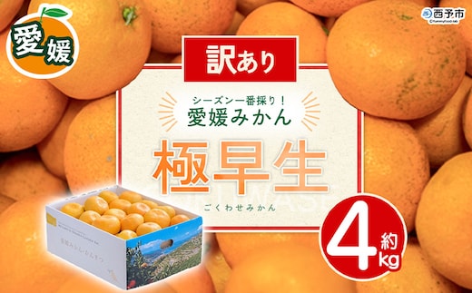 ＜訳あり 愛媛県産 極早生みかん 合計約4kg＞ 『2026年10月以降順次出荷予定』 みかん フレッシュ ご家庭用 ご自宅 ごくわせ キロ 果肉 お試し 果物 柑橘 フルーツ オレンジ 国産 濃厚 産地直送 ミヤモトオレンジガーデン 愛媛県 西予市【常温】