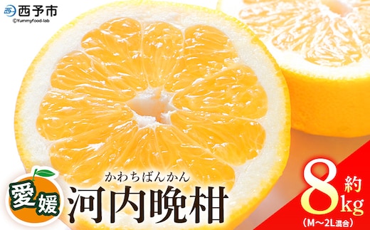＜愛媛県産 河内晩柑 約8kg（M～2L）＞ 柑橘 みかん フルーツ 和製グレープフルーツ ジューシー 初夏 旬 サイズ混合 西宇和 国産 さっぱり 甘い 農園オレンジとムラサキ 西予市【常温】『2026年4月～7月迄に順次出荷』