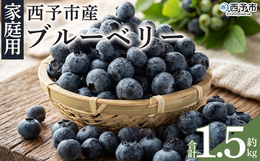 ＜愛媛県西予市産 ブルーベリー ご家庭用 合計約1.5kg＞『8月中旬～順次出荷予定』訳あり 果物 フルーツ くだもの 生ブルーベリー 旬 フレッシュ 甘酸っぱい 実 ヨーグルト ご自宅 お取り寄せ 国産 デザート 宇都宮物産 愛媛県 西予市 【冷蔵】