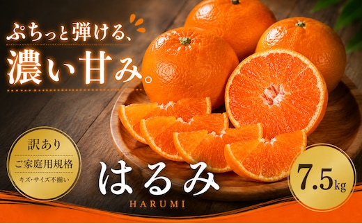 ＜訳あり 愛媛県産はるみ 合計約7.5kg＞『2027年2月上旬～3月下旬迄に順次出荷予定』甘い ご家庭用 果汁 果物 くだもの フルーツ みかん オレンジ 柑橘 人気柑橘 特産品 株式会社OSN 愛媛県 西予市 【常温】