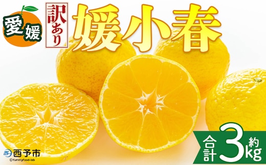 ＜【訳あり】愛媛県産 媛小春 約3kg＞『2027年2月上旬～3月下旬迄順次発送予定』わけあり 訳アリ 希少品種 ひめこはる 高級柑橘 みかん 蜜柑 果物 くだもの フルーツ ミカン 果汁 国産 特産品 株式会社三代目みかん職人 愛媛 西予市【冷蔵】