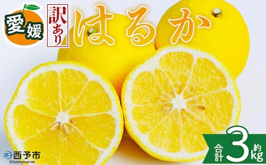 ＜【訳あり】愛媛県産 はるか 約3kg＞『2027年2月中旬～3月上旬迄順次発送予定』わけあり 訳アリ 果肉 ハルカ 産地直送 みかん 蜜柑 訳あり 果物 くだもの フルーツ ミカン 果汁 国産 特産品 株式会社三代目みかん職人 愛媛 西予市【常温】