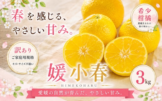 ＜訳あり 愛媛県産媛小春 合計約3kg＞『2027年1月下旬～3月下旬迄に順次出荷予定』 ひめこはる 希少種 甘い ご家庭用 果汁 果物 くだもの フルーツ みかん オレンジ 柑橘 人気柑橘 特産品 株式会社OSN 愛媛県 西予市 【常温】