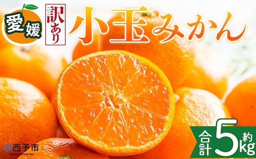 ＜【訳あり】愛媛県産 小玉みかん 約5kg＞『2026年11月上旬～1月下旬迄順次発送予定』 わけあり 訳アリ 濃厚 甘い 小さい こだま みかん 蜜柑 訳あり 果物 くだもの フルーツ ミカン 果汁 国産 特産品 株式会社三代目みかん職人 愛媛 西予市【常温】