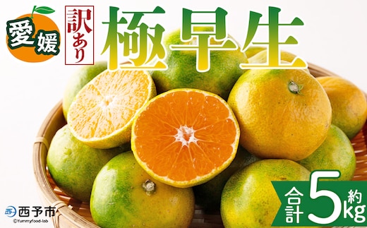 ＜【訳あり】愛媛県産 極早生 約5kg＞『2026年10月上旬～11月下旬迄順次発送予定』わけあり 訳アリ あまずっぱい 甘酸っぱい ごくわせ みかん 蜜柑 訳あり 果物 くだもの フルーツ ミカン 果汁 国産 特産品 株式会社三代目みかん職人 愛媛 西予市【常温】