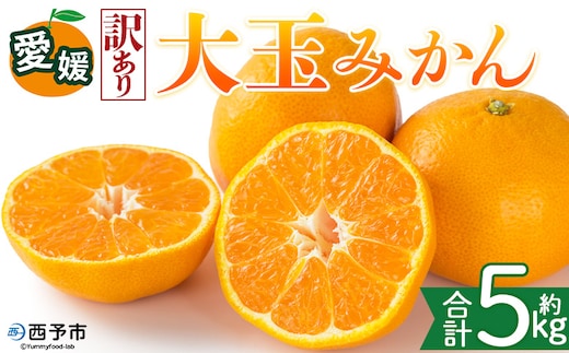 ＜【訳あり】愛媛県産 大玉みかん 約5kg＞『2026年11月上旬～1月下旬迄順次発送予定』わけあり 訳アリ 大きい おおだま みかん 蜜柑 果物 くだもの フルーツ ミカン 果汁 国産 特産品 株式会社三代目みかん職人 愛媛 西予市【常温】